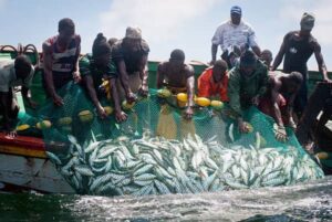 Import Substitution : Revalorisation De La Pêche Artisanale Maritime Au Cameroun.