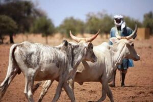 Gestion de la transhumance transfrontalière : la FAO accompagne une approche concertée entre le Cameroun, le Tchad et la RCA.